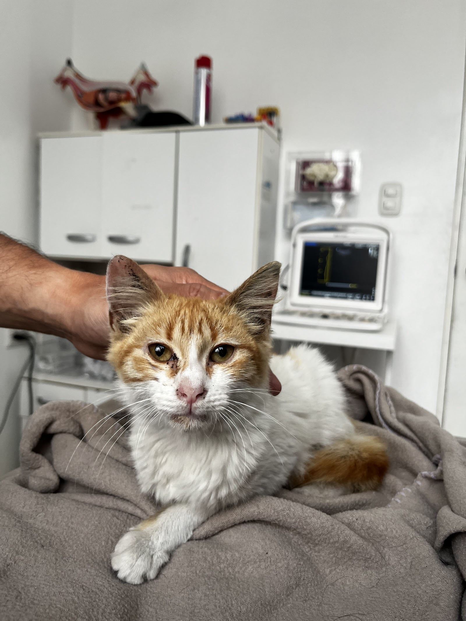 Gatito naranja siendo atendido en la mesa de Animalince, con el ecógrafo de la clínica al fondo