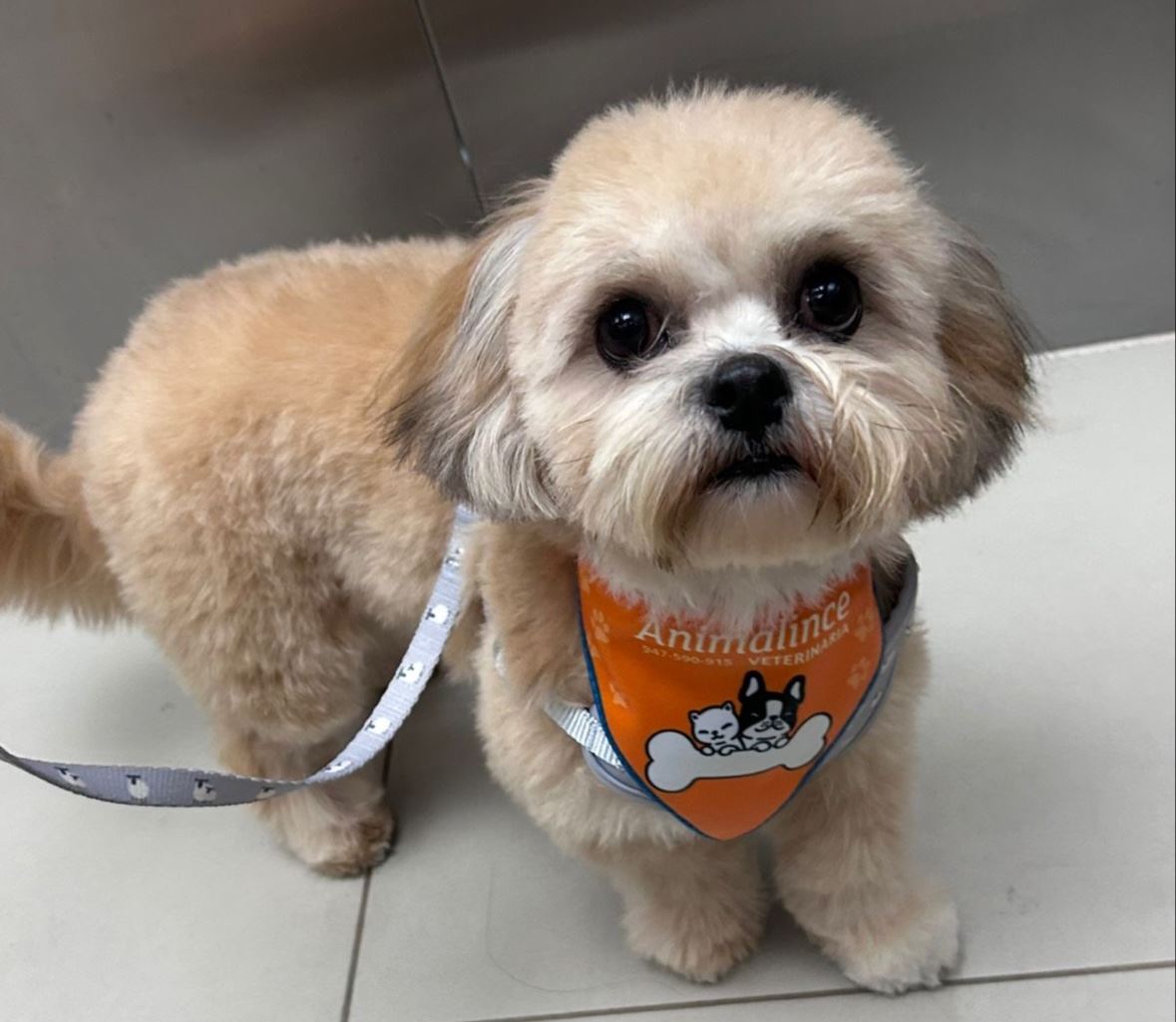 Perrito recién salido del grooming de Animalince, con la bandana naranja de la casa