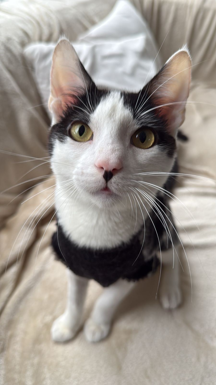 Gato blanco y negro de ojos amarillos, paciente de Animalince