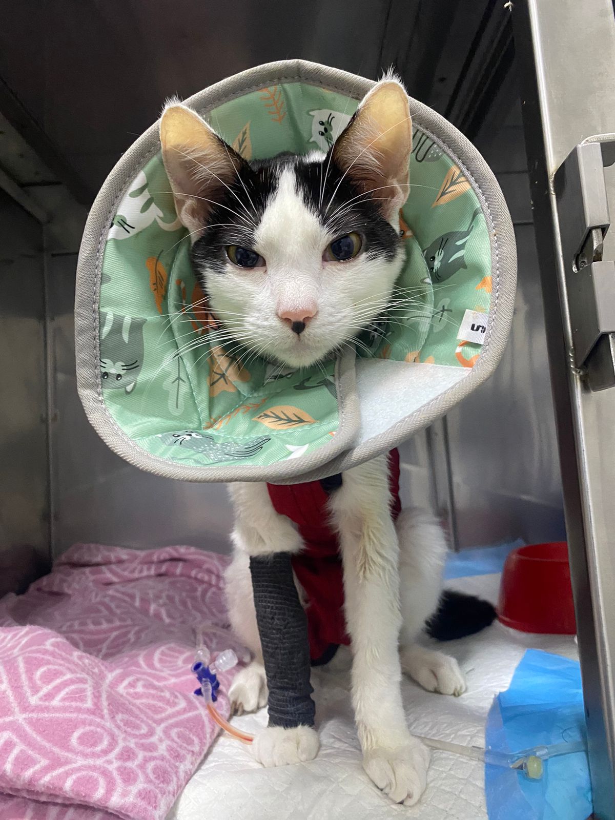 Gato con collar isabelino recuperándose tras su atención en Animalince