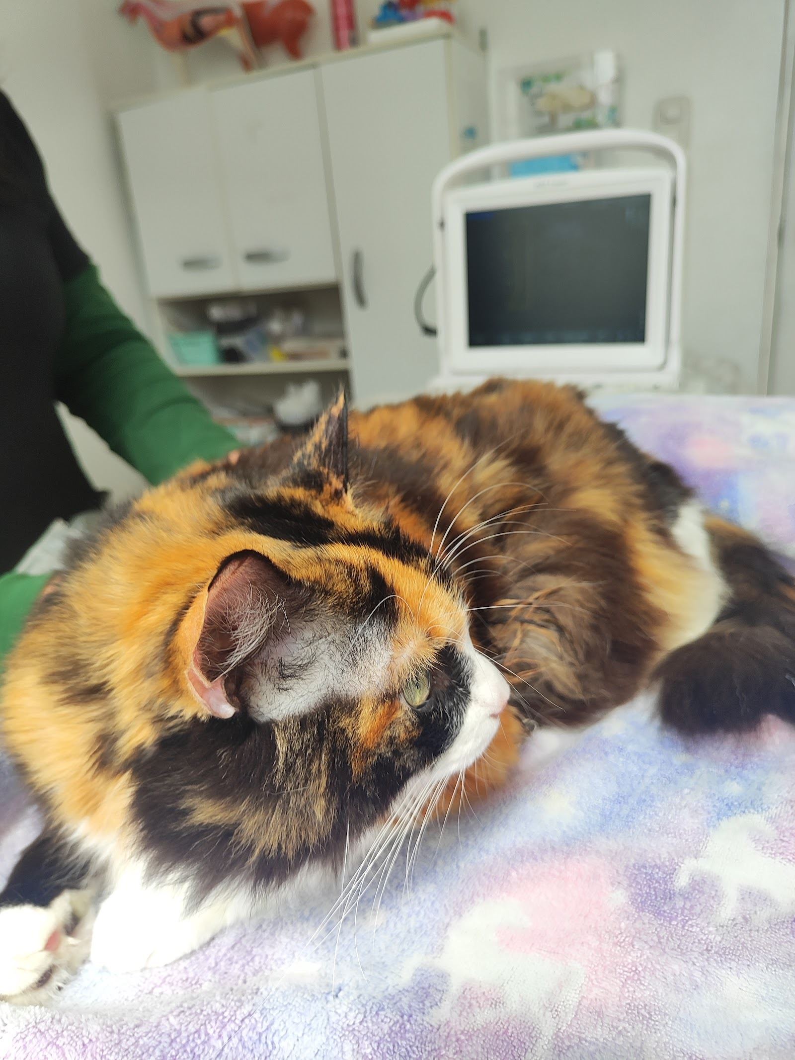 Gata calicó sobre la mesa de atención, con el monitor clínico al fondo