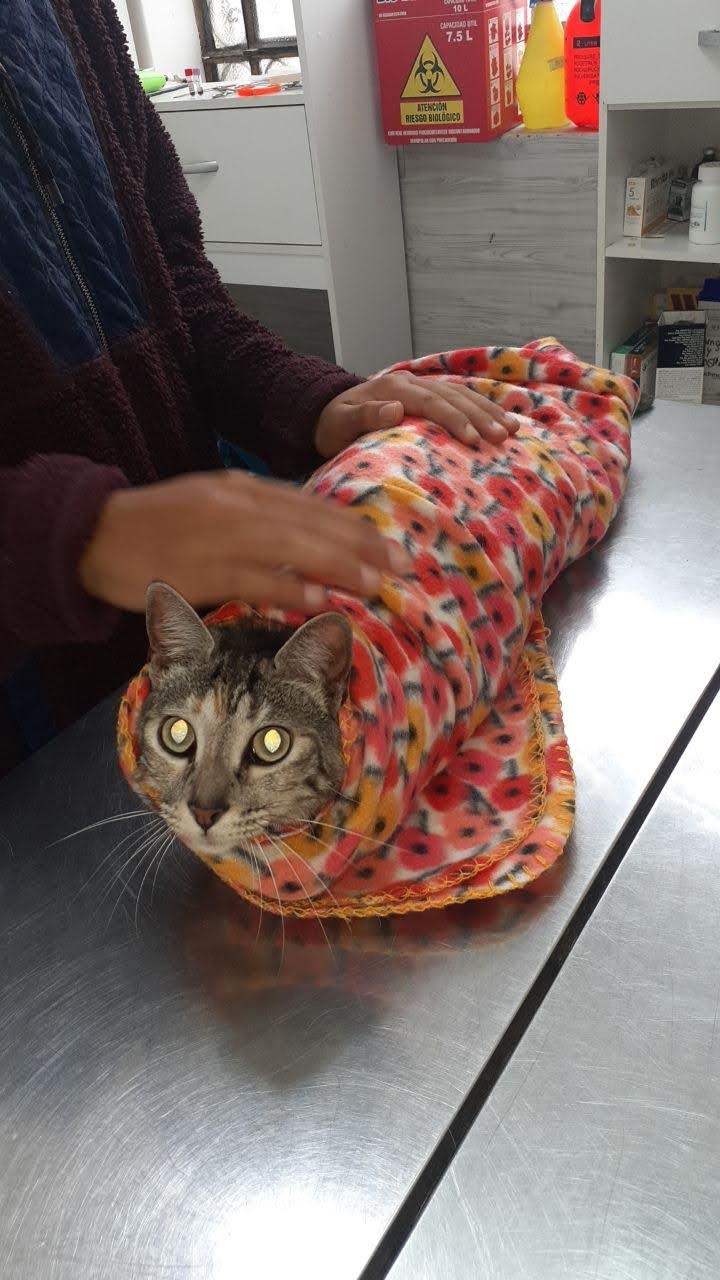 Gato envuelto en una manta como un purrito, sobre la mesa de acero