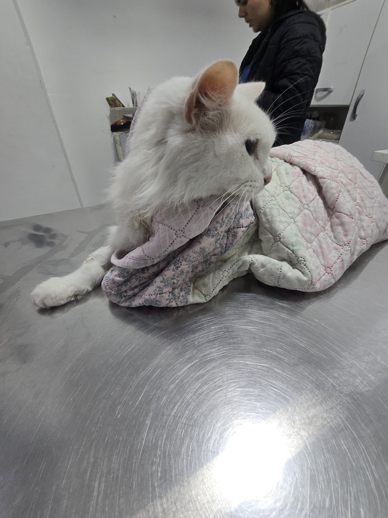 Gato blanco abrigado mientras el personal de Animalince lo atiende