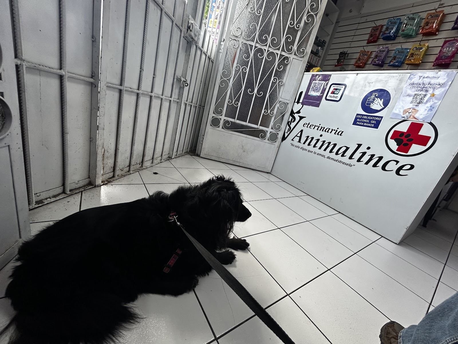 Recepción real de Animalince: un perro espera tranquilo frente al mostrador donde está pintada la frase No solo digas que lo amas, demuéstraselo