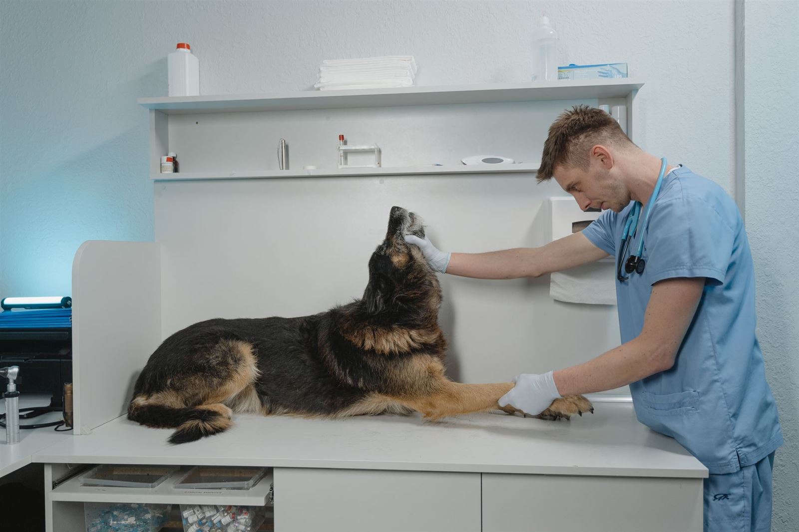 Veterinaria examinando a un pastor alemán en consulta