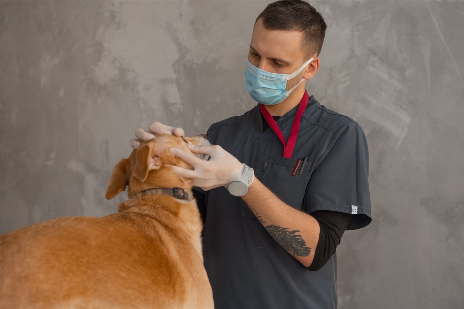Veterinario revisando con cuidado los ojos de un perro durante un tratamiento