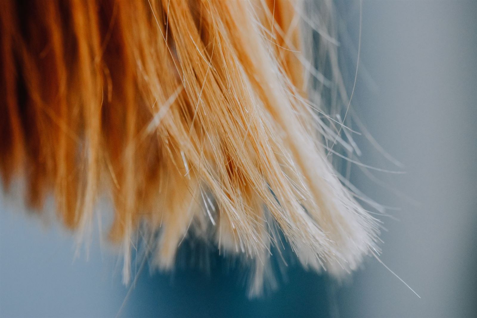 Macro de puntas de cabello sanas